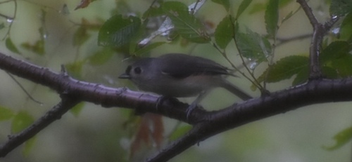 Tufted Titmouse