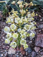 Chylismia claviformis integrior