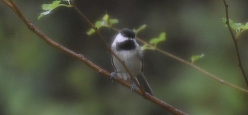 Black-capped Chickadee