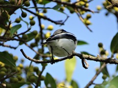 Batis molitor molitor