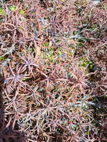 Dracophyllum recurvum observed 2026-10-02