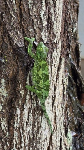 Trioceros jacksonii observed 2026-10-01