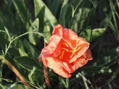 Oenothera howardii