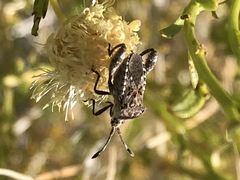 Merocoris