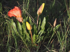 Oenothera howardii