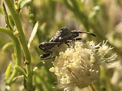 Merocoris
