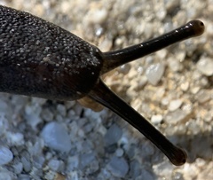 Belocaulus angustipes image