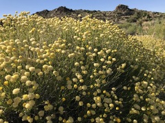 Acamptopappus sphaerocephalus