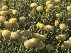 Acamptopappus sphaerocephalus