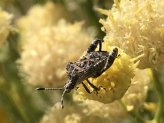 Merocoris
