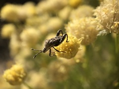 Merocoris