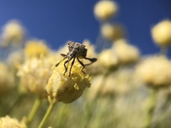 Merocoris