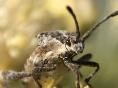 Merocoris