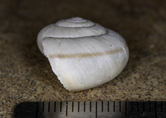 Helminthoglypta morroensis