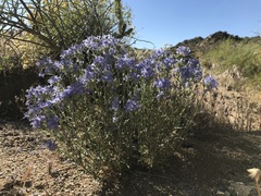 Eriastrum densifolium