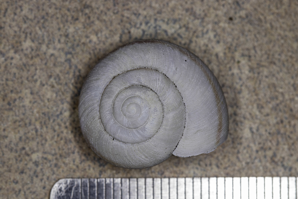 Chorro shoulderband snail