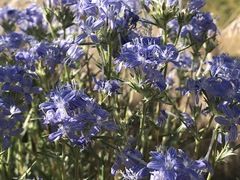 Eriastrum densifolium