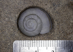 Helminthoglypta morroensis