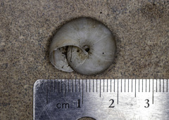 Helminthoglypta morroensis