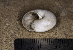 Helminthoglypta morroensis