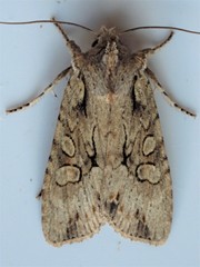 Lithophane disposita