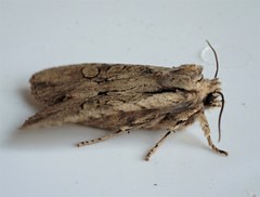 Lithophane disposita