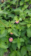 Lantana camara