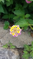 Lantana camara