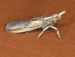 Ancylostomia stercorea