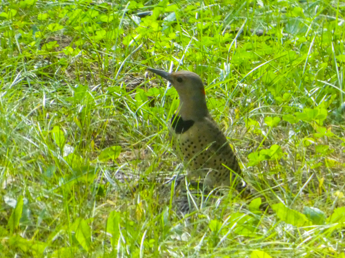 Northern Flicker