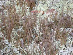 Cladonia cornuta