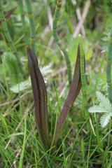 Dactylorhiza incarnata cruenta