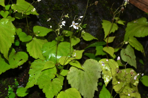 Begonia demissa, 2026-08-30