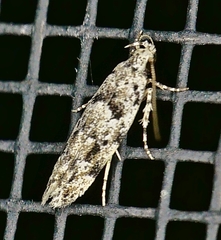 Sinoe