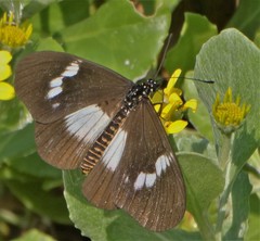 Acraea aganice aganice