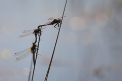 Leucorrhinia rubicunda