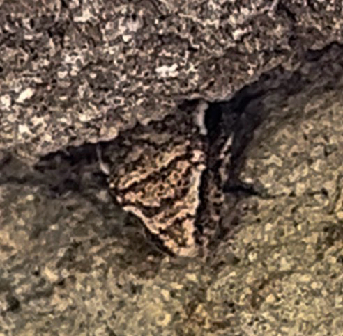 Lepidodactylus lugubris observed 2026-10-01