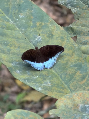 Horsfield's Baron
