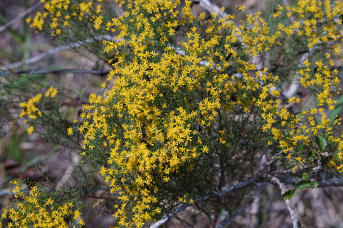 slender goldentop