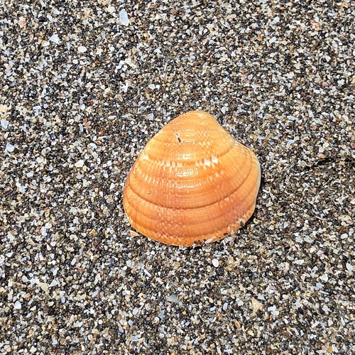 Chione subimbricata observed 2026-10-01