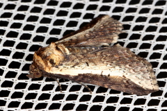 Lophoptera vittigera
