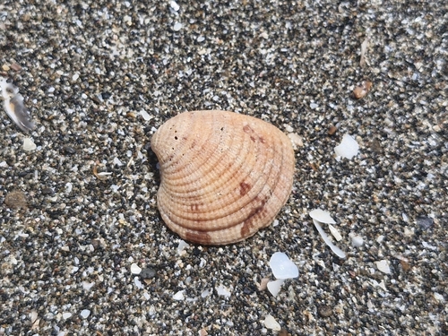Chione subimbricata observed 2026-10-01