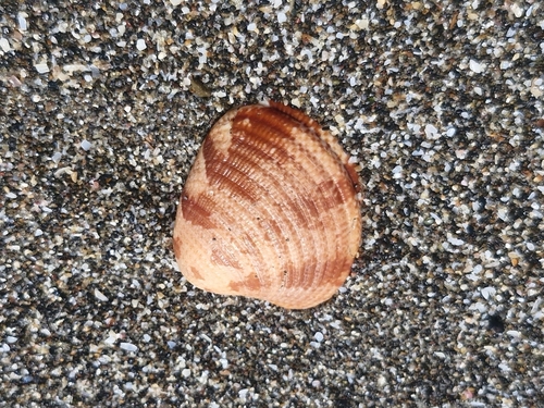 Chione subimbricata observed 2026-10-01