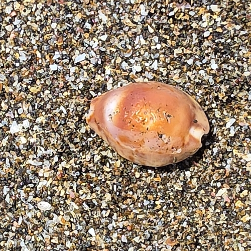 Cypraea robertsi observed 2026-10-01
