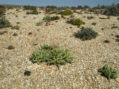 Mesembryanthemum digitatum