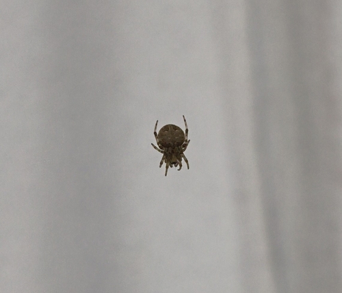 Brown Sailor Spider