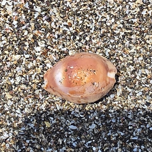 Cypraea robertsi observed 2026-10-01