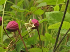 Clematis glaucophylla