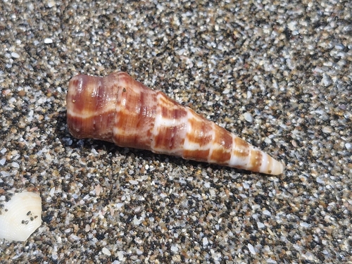 Turritella leucostoma observed 2026-10-01