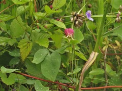 Clematis glaucophylla